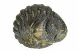 Wide, Enrolled Reedops Trilobite - Morocco #252642-1